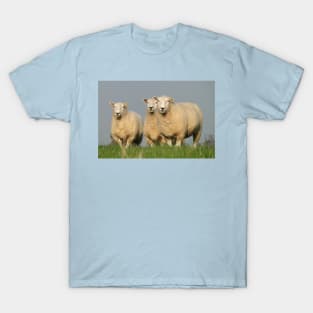 Curious Lleyn Sheep T-Shirt